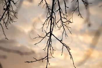bare tree branches against the sky at sunset