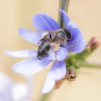 bee on blue flower