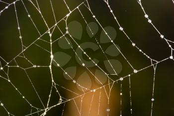 spider's web. close-up