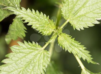 nettle leaves in nature