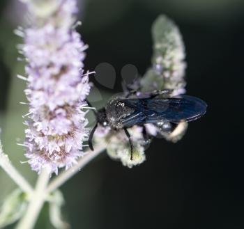 black beetle in nature. macro