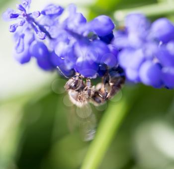 bee on blue colors in nature. macro