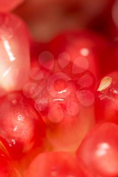 ripe pomegranate. Super Macro