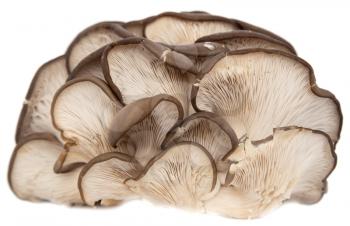Oyster mushrooms on a white background
