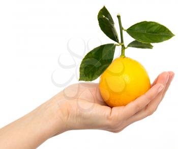 lemon in hand on white background