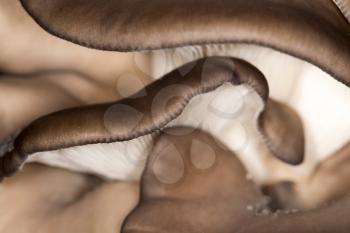 oyster mushrooms as a background. close-up