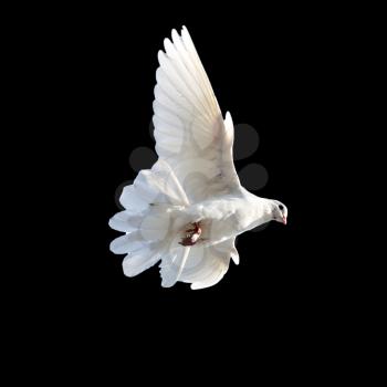 white dove on a black background