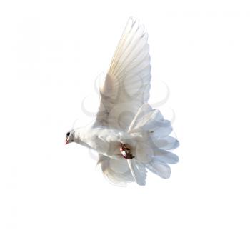 white dove on a white background
