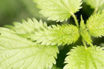 nettle leaves in nature