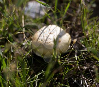 mushrooms in the grass outdoors