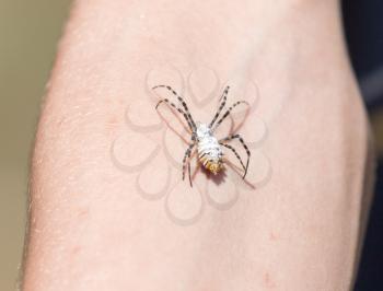 spider on human skin
