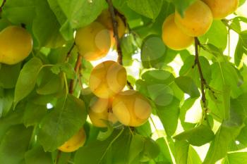 ripe apricots on a tree branch