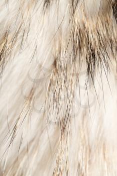 background made of natural fur