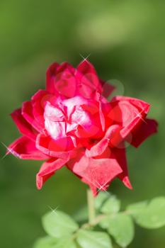 rose flower in nature