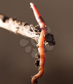 worm on a stick. close-up