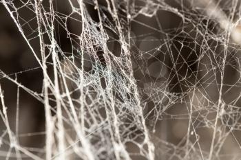 abstract background old spider webs