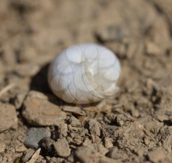 snail in nature. macro