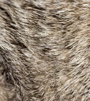 background of fur animal