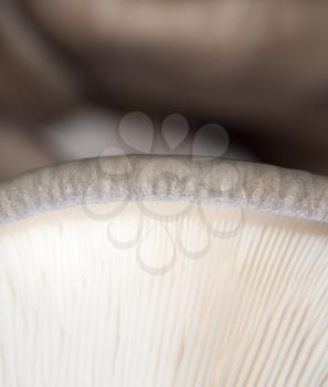 oyster mushrooms as a background. close-up