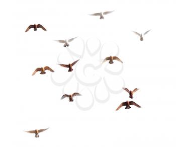 doves on a white background