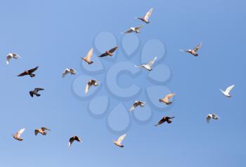 Pigeons on a background of blue sky