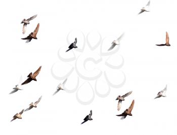 flock of pigeons on a white background