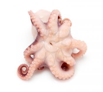 Octopus on white background. Close-up view.