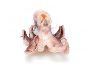 Octopus on white background. Close-up view.