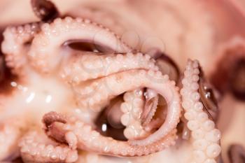 octopus. close-up