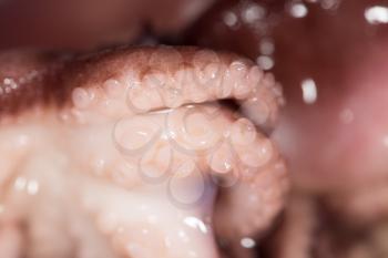 octopus. close-up
