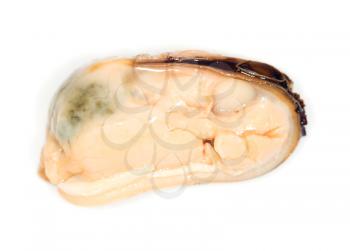 mussel on a white background