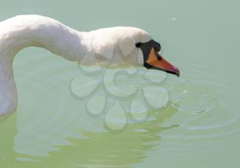 swan on the lake in the nature