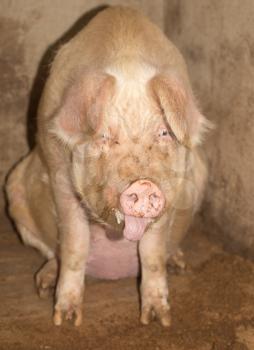 portrait of a pig on a farm