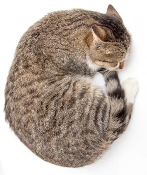 cat sleeping on a white background