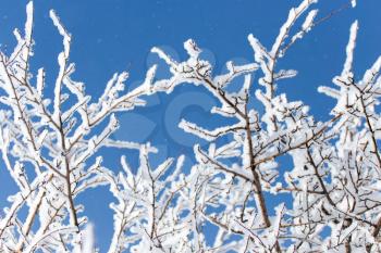 snow on the branches of a tree against the blue sky