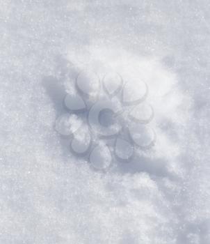 paw prints on fresh clean snow