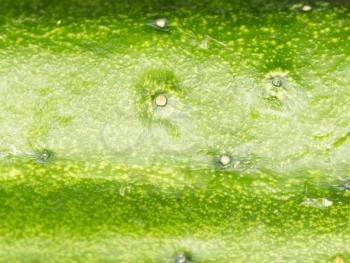 cucumber. close-up