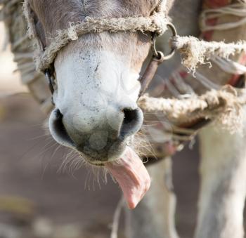donkey shows tongue