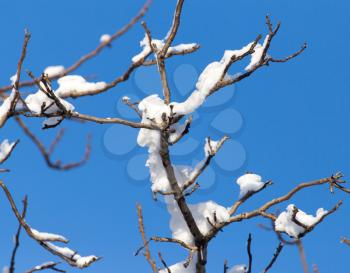 snow on the branches of a tree against the blue sky