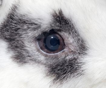 rabbit eye. close-up