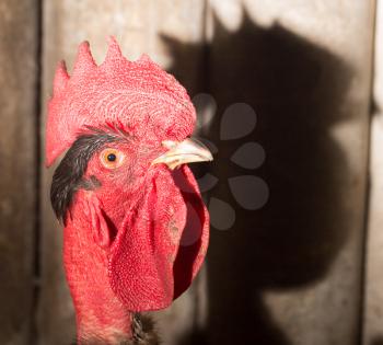portrait of a cock