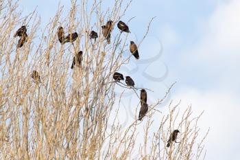 Starlings on the tree
