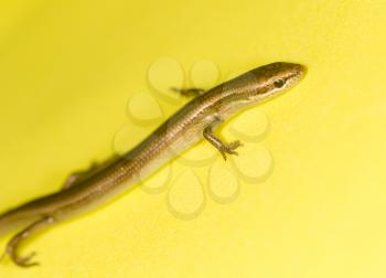 lizard on a yellow background