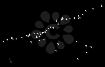 flock of birds on a black background