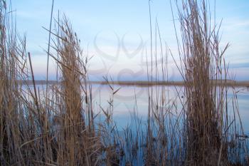 a lake with reeds at dawn in the autumn