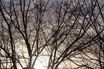 bare tree branches at dawn sun