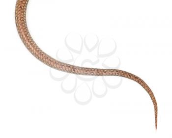 tail of the snake on a white background