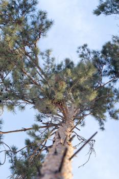 pine nature