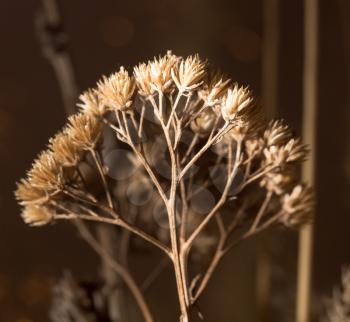 dry branch of flowers. close-up