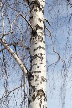 trunk of a birch against the blue sky